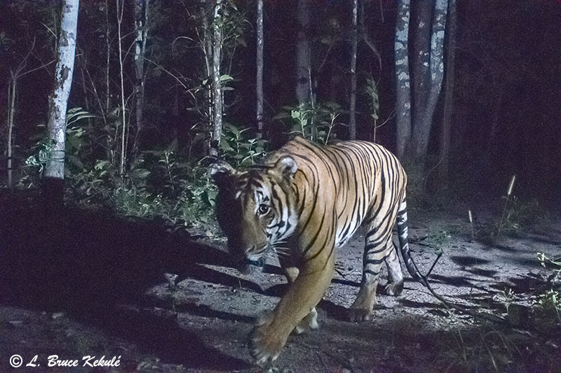 Tiger male with collar in Huai Kha Khaeng
