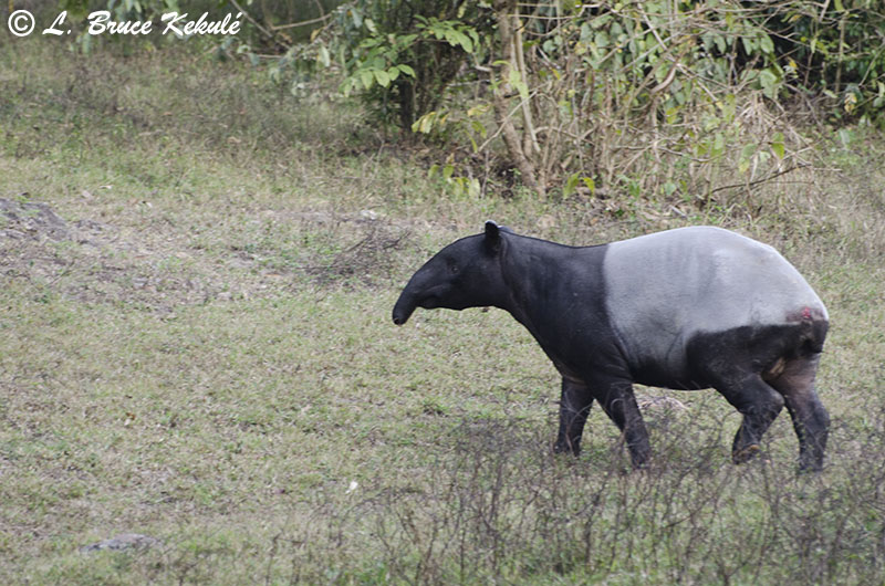 Tapir in Western Forest Complex