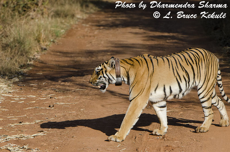 Choti Tara female tiger in Tadoba