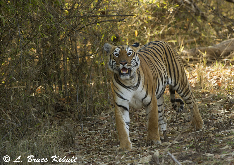 Tiger female 'Maya' in Tadoba National Park