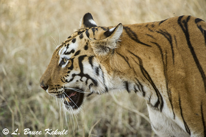 Tiger female 'Maya' in Tadoba National Park