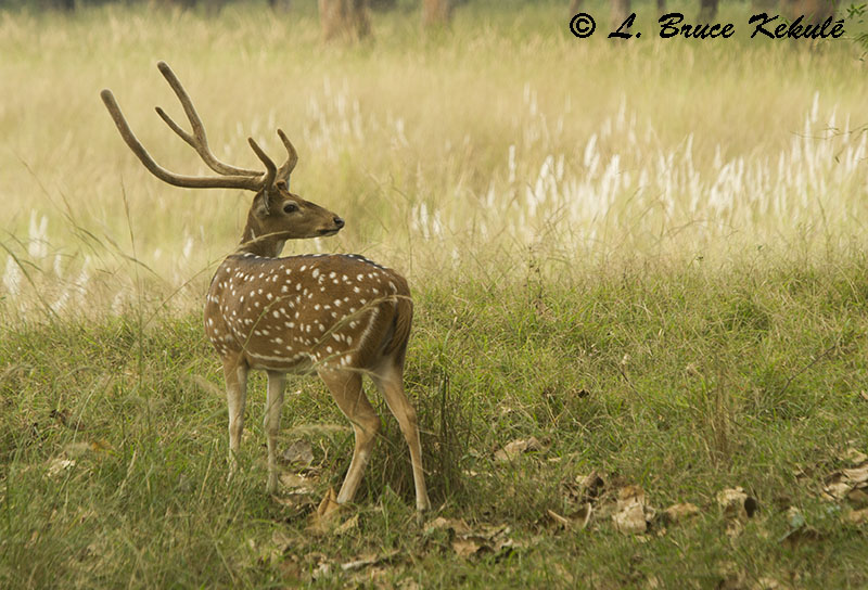 Chital or spotted deer buck w