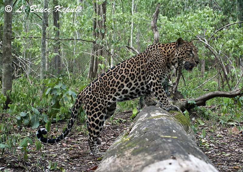 Asian leopard crossing 'tiger log'