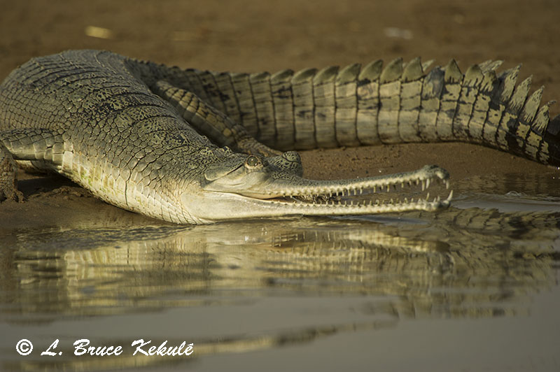 Gharial crocodile by the Chambal River