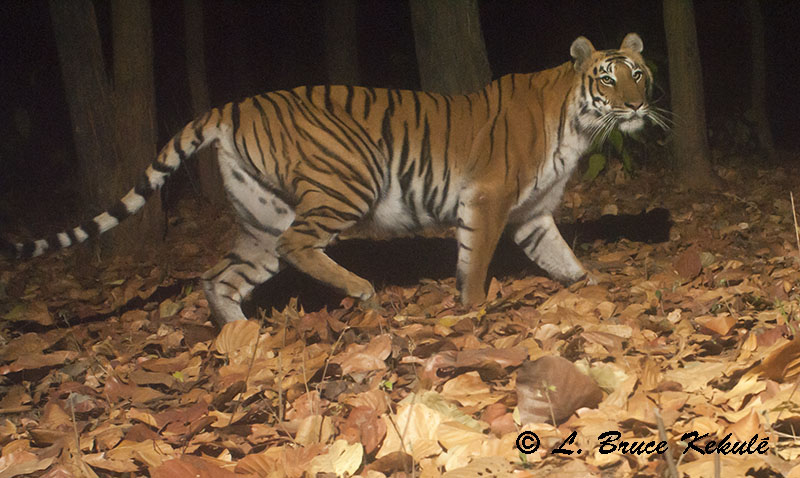 Female tiger in Vanghat Private reserve