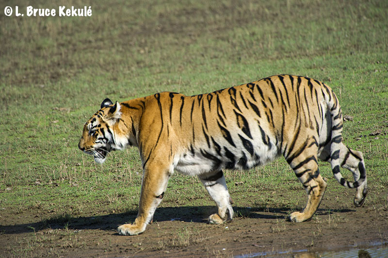 First tiger cub Tadoba