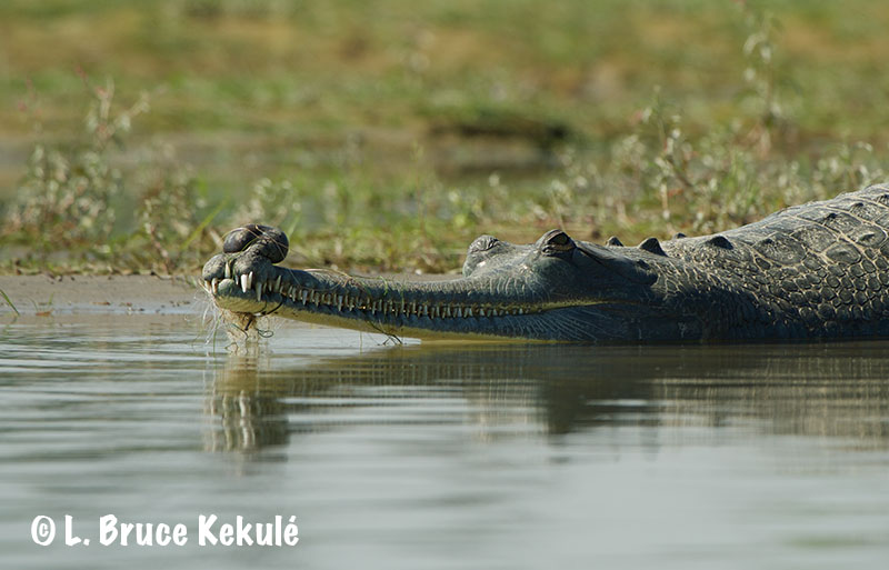 Male gharial with fishnet2
