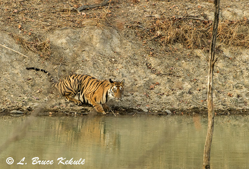 Female tiger cub in Panna Tiger Reserve, M.P. State