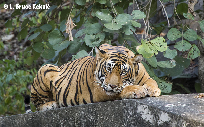 Sultan portrait - Ranthambore Tiger Reserve, India