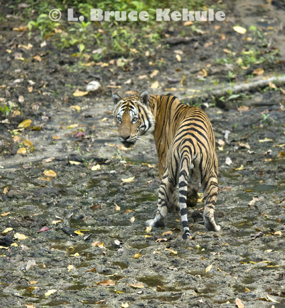 Tiger male in Huai Kha Khaeng Wildlife Sanctuary, western Thailand