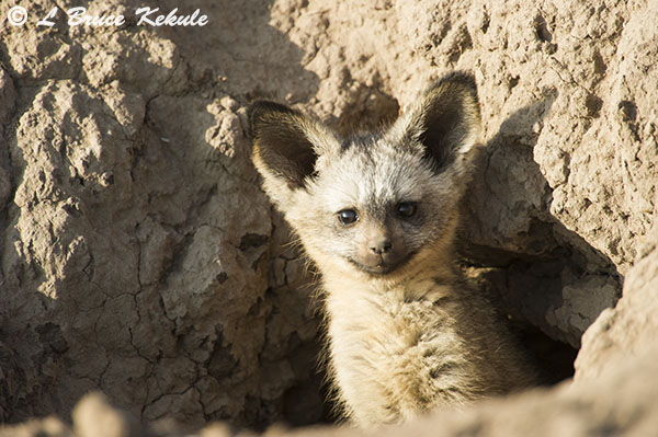 Bat-eared fox in Amboseli