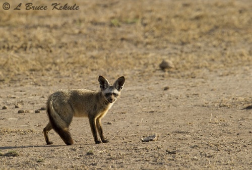 Bat-eared fox 1