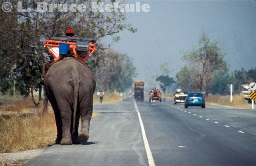 Elephant in Ayuttaya province