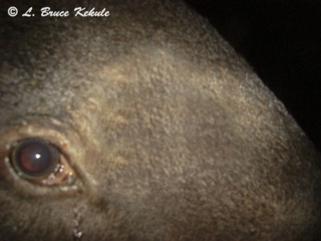 Asian tapir eye