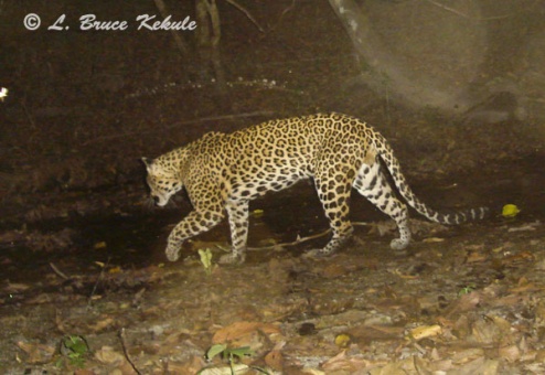 leopard-in-stream