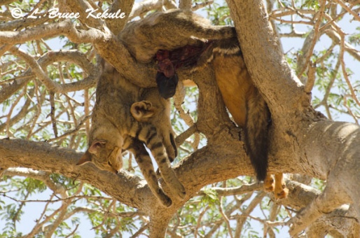Leopard's prey in a tree in Tsavo East National Park