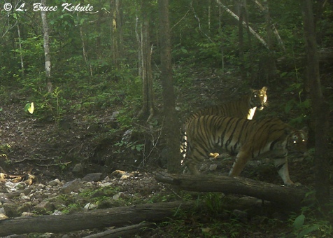 Tigers in Huai Kha Khaeng Wildlife Sanctuary