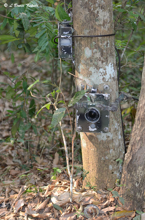 Busted DSLR Canon 350D camera trap set-up