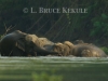 elephants-in-the-huai-kha-khaeng-river_0