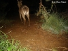 Waterbuck camera trapped in Kenya, Africa 2012