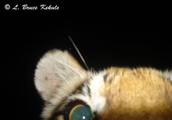 Tiger cub up-close in Subkow mineral lick