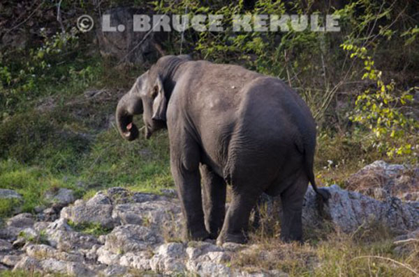 Tuskless bull elephants in HKK