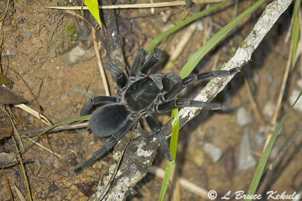 Bird-eating spider in Phu Khieo