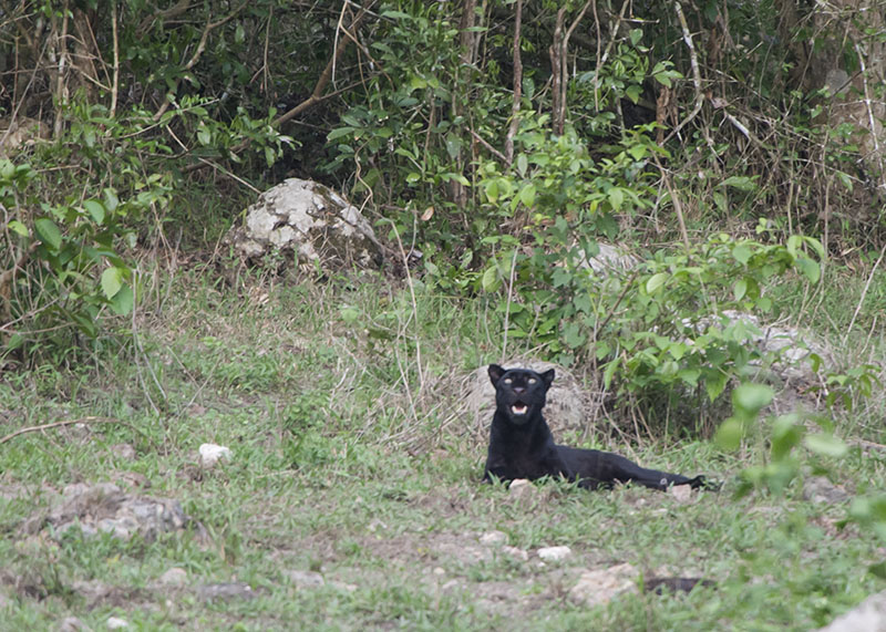 Black leopard at Kabook Kabieng hot springs in Huai Kha Khaeng