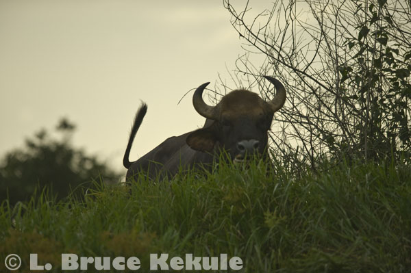 Bull gaur by the Khlong Saeng River
