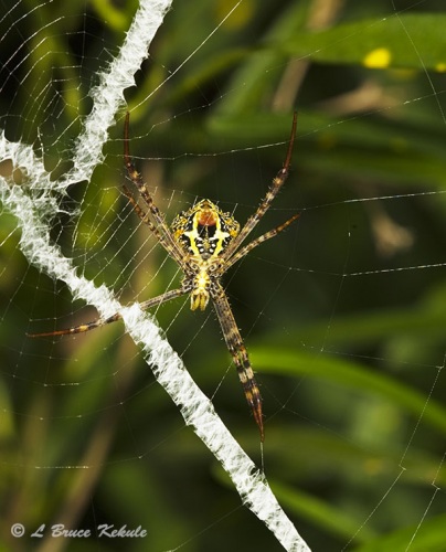 Argiope spider in Thung Yai