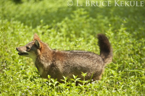 Asiatic jackal on the run in Huai Kha Khaeng