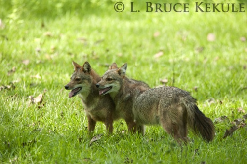 Asiatic jackals in Huai Kha Khaeng