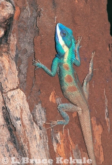 Blue crested lizard in Salak Phra