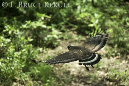 Crested serpent-eagle in Huai Kha Khaeng