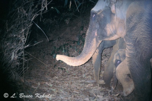 Elephants camera trapped in Sai Yok