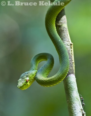 Yellow-bellied pit viper and carpenter ant