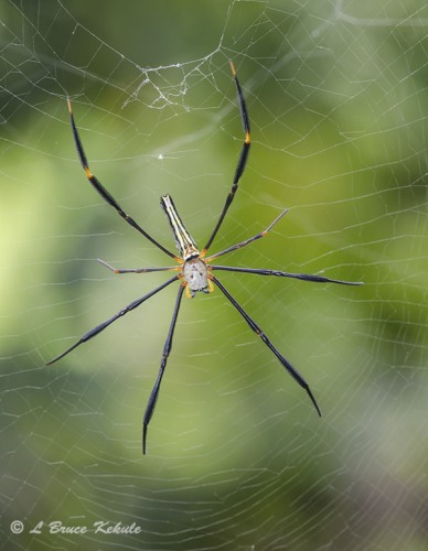 Orb-web spider in Chiang Mai