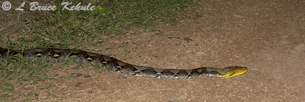 Reticulated python on a road in Kaeng Krachan NP