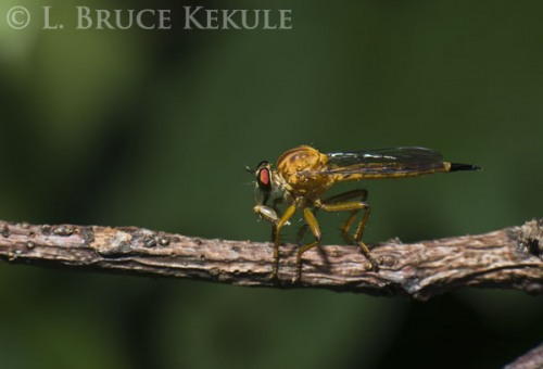 Robber fly with prey in Tak