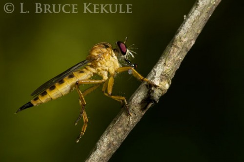Robber fly with prey in Khao Ang Rue Nai