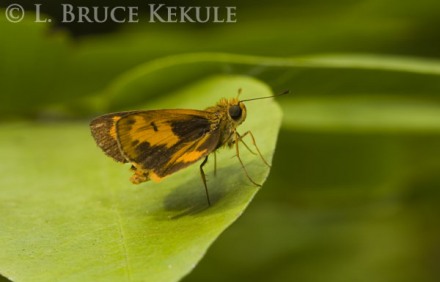 skipper-butterfly