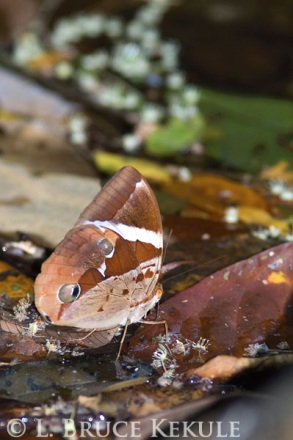 Thairus butterfly