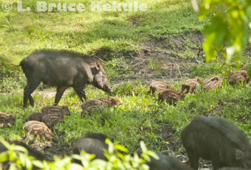 Wild pig and piglets in Huai Kha Khaeng