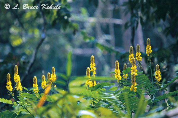 Candelbra bush flowers in Sai Yok