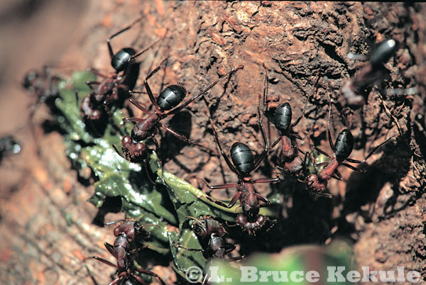 Carpenter ants in Thung Yai