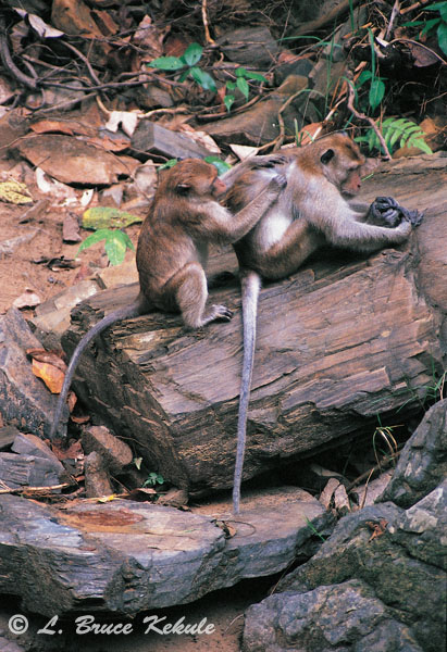 Crab-eating macaques in Sai Yok