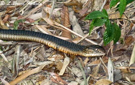 Snakes Alive: Thailand’s limbless reptiles | Wildlife Photography in ...