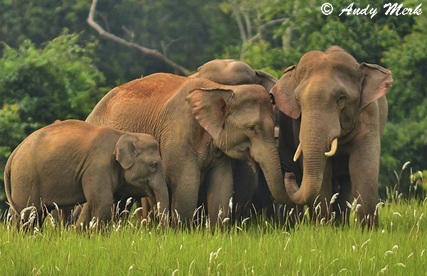 Elephants in Khao Yai NP
