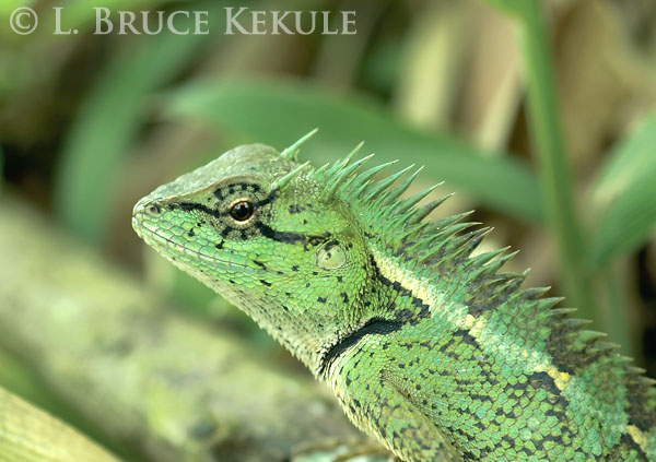 Forest crested lizard in Kaeng Krachan