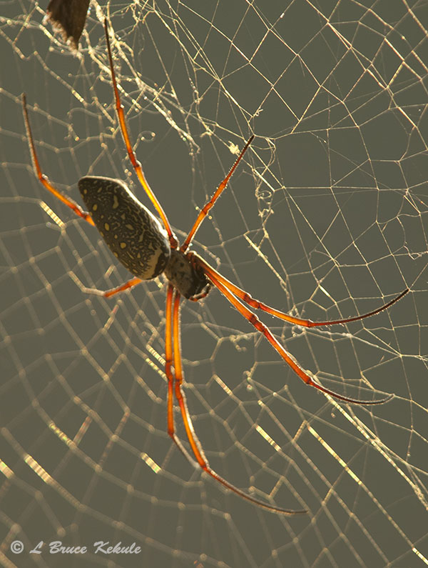 Orb-web spider in Angkor Wat, Cambodia